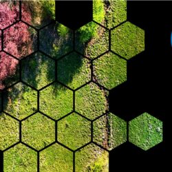 What Are Carbon Credits