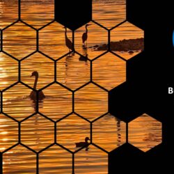 Jun26 Energy Market Brief