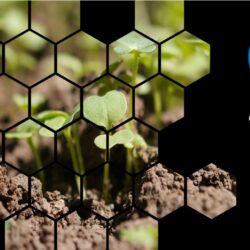 carbon neutral vs net zero